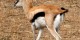 Tanzanie - 2010-09 - 112 - Serengeti - Gazelle de Thomson